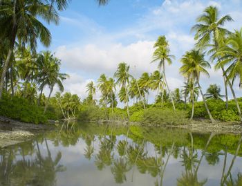 Scenic view of palm trees by lake against sky