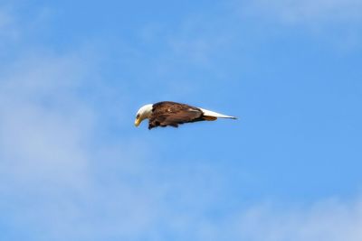 Low angle view of bald eagle flying against sky