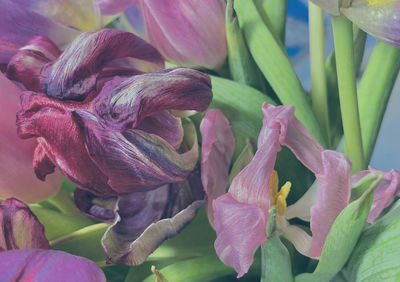 Close-up of pink flowering plant