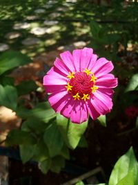 Close-up of pink flower