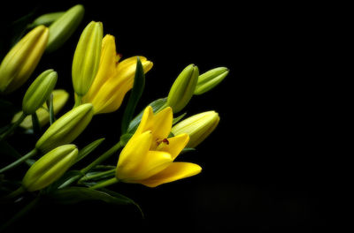 Close-up of flower over black background