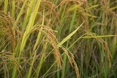 Close-up of crops growing on field