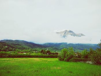 Scenic view of grassy field