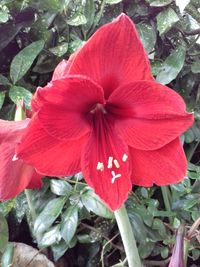 Close-up of red hibiscus blooming outdoors