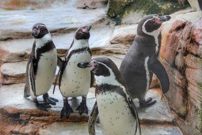 High angle view of penguins on rock