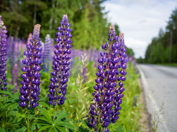 Close-up of purple lavender flowers on field