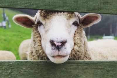 Portrait of sheep