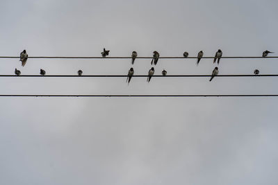 Swallow birds at the electric wire with cloudy sky as background.