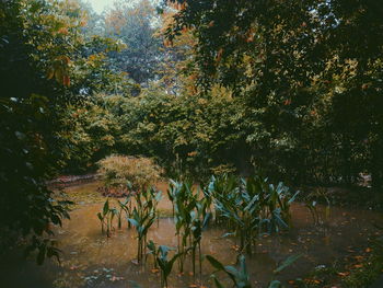 Trees in forest during autumn