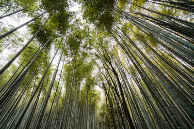 Low angle view of trees. arashiyama bamboo grove in osaka japan