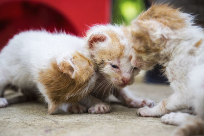 Close-up of cats kitten