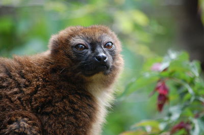 Close-up portrait of lemur 