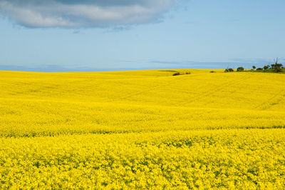 Scenic view of oilseed rape field against sky