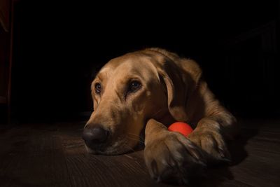 Close-up of dog at home