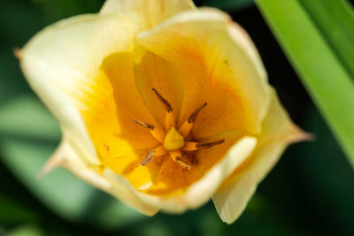 Close-up of yellow flower