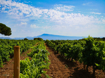 Scenic view of vineyard against sky