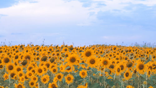 Scenic view of sunflower field against sky