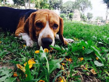 Close-up of dog on field