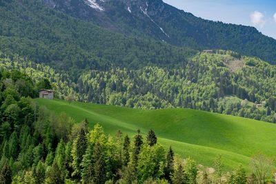 Scenic view of forest