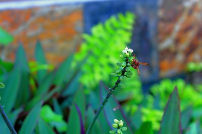 Close-up of insect on plant