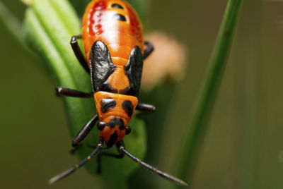 Close-up of ladybug on plant