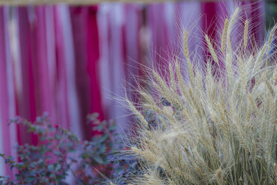 Close-up of purple flowering plant