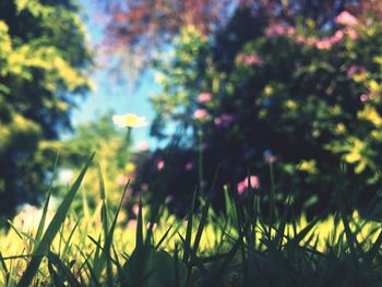 Close-up of fresh green plants against sky