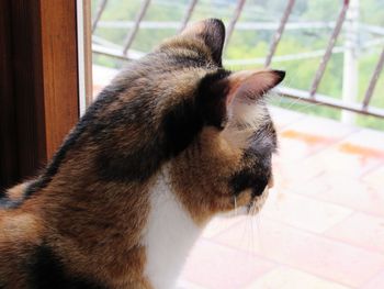 Close-up of cat looking at home