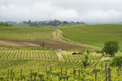 Scenic view of agricultural field against sky