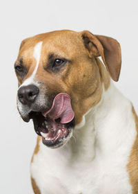 Close-up of dog against white background