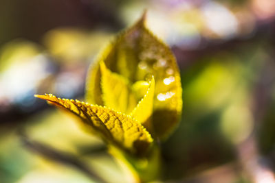Close-up of yellow flowering plant leaves