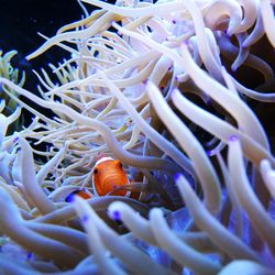 Close-up of coral in sea