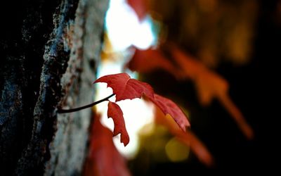 Close-up of maple leaves on tree