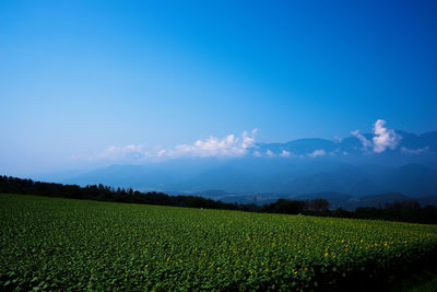 Scenic view of field against clear sky