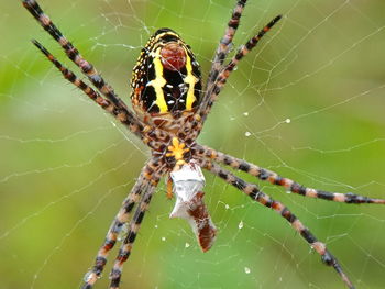 Close-up of spider on web