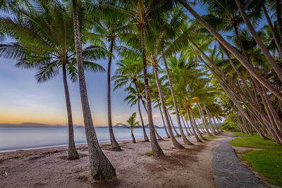 Palm trees at beach against sky