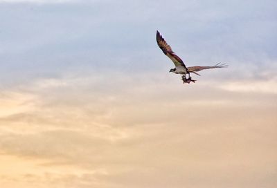 Low angle view of eagle flying against sky