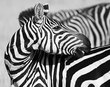 Close-up of zebra