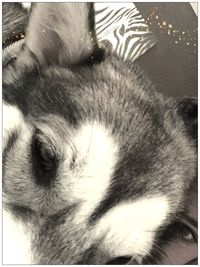 Close-up of cat