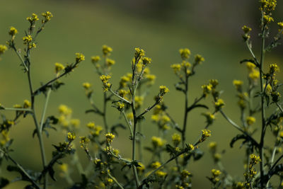 Close-up of yellow flowering plants on field