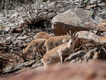 View of an animal on rock