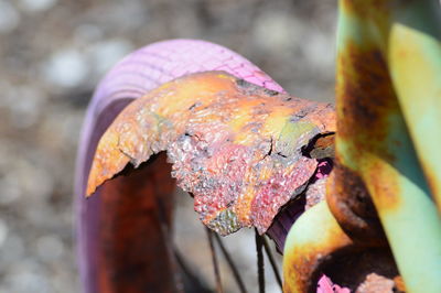 Close-up of leaves