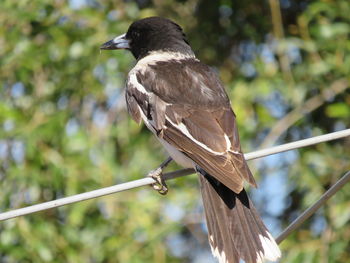 Close-up of bird perching on branch
