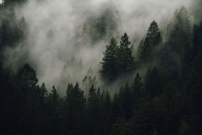 Low angle view of trees against cloudy sky