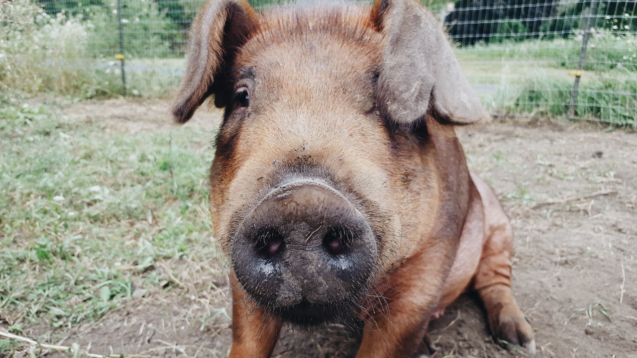 dog, domestic animals, animal themes, pets, one animal, mammal, portrait, field, close-up, outdoors, focus on foreground, day, looking at camera, no people, grass, nature