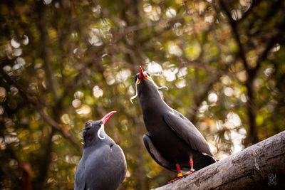 Low angle view of bird perching on tree