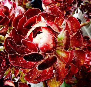 Close-up of water drops on red flower