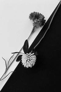 Close-up of wilted flower against white background