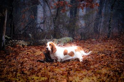 Close-up of dog on field in forest during autumn