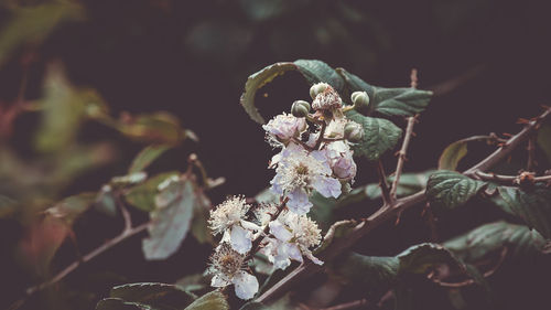 Close-up of flowers growing on tree